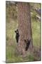 USA, Wyoming, Yellowstone NP. Two black bear cubs climb pine tree.-Jaynes Gallery-Mounted Photographic Print