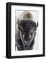 USA, Yellowstone, bison.-Ken Archer-Framed Photographic Print