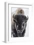 USA, Yellowstone, bison.-Ken Archer-Framed Photographic Print