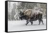 USA, Yellowstone National Park. Bison in winter-George Theodore-Framed Stretched Canvas