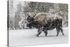 USA, Yellowstone National Park. Bison in winter-George Theodore-Stretched Canvas