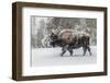 USA, Yellowstone National Park. Bison in winter-George Theodore-Framed Photographic Print