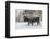 USA, Yellowstone National Park. Bison in winter-George Theodore-Framed Photographic Print