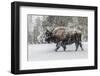 USA, Yellowstone National Park. Bison in winter-George Theodore-Framed Photographic Print