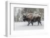 USA, Yellowstone National Park. Bison in winter-George Theodore-Framed Photographic Print