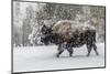 USA, Yellowstone National Park. Bison in winter-George Theodore-Mounted Photographic Print