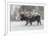 USA, Yellowstone National Park. Bison in winter-George Theodore-Framed Photographic Print