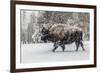 USA, Yellowstone National Park. Bison in winter-George Theodore-Framed Photographic Print