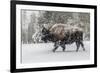 USA, Yellowstone National Park. Bison in winter-George Theodore-Framed Photographic Print