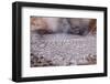 USA, Yellowstone National Park, Mud Volcano Area-Catharina Lux-Framed Photographic Print