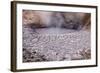 USA, Yellowstone National Park, Mud Volcano Area-Catharina Lux-Framed Photographic Print