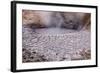 USA, Yellowstone National Park, Mud Volcano Area-Catharina Lux-Framed Photographic Print