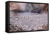 USA, Yellowstone National Park, Mud Volcano Area-Catharina Lux-Framed Stretched Canvas