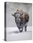 USA, Yellowstone National Park. One bison during winter.-George Theodore-Stretched Canvas