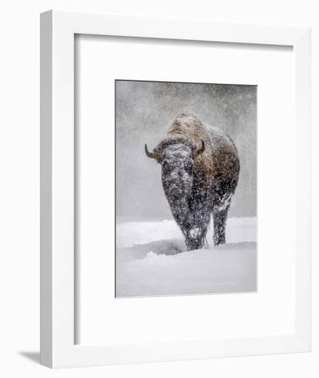 USA, Yellowstone National Park. One bison during winter.-George Theodore-Framed Photographic Print