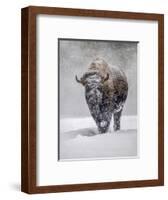 USA, Yellowstone National Park. One bison during winter.-George Theodore-Framed Photographic Print