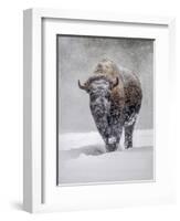 USA, Yellowstone National Park. One bison during winter.-George Theodore-Framed Photographic Print