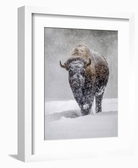 USA, Yellowstone National Park. One bison during winter.-George Theodore-Framed Photographic Print