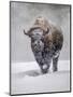 USA, Yellowstone National Park. One bison during winter.-George Theodore-Mounted Photographic Print