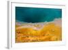 USA, Yellowstone National Park, West Thumb Geyser Basin, Black Pool-Catharina Lux-Framed Photographic Print