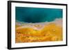 USA, Yellowstone National Park, West Thumb Geyser Basin, Black Pool-Catharina Lux-Framed Photographic Print