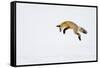 USA, Yellowstone National Park, Wyoming. A red fox leaps for his prey hiding under the snow.-Deborah Winchester-Framed Stretched Canvas