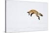 USA, Yellowstone National Park, Wyoming. A red fox leaps for his prey hiding under the snow.-Deborah Winchester-Stretched Canvas