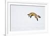 USA, Yellowstone National Park, Wyoming. A red fox leaps for his prey hiding under the snow.-Deborah Winchester-Framed Photographic Print