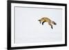 USA, Yellowstone National Park, Wyoming. A red fox leaps for his prey hiding under the snow.-Deborah Winchester-Framed Photographic Print