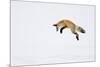 USA, Yellowstone National Park, Wyoming. A red fox leaps for his prey hiding under the snow.-Deborah Winchester-Mounted Photographic Print