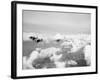 USAF P-47 Thunderbolts in Flight-null-Framed Photographic Print