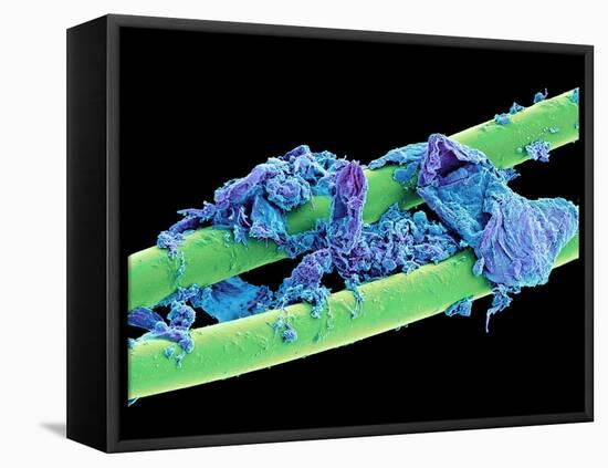 Used Dental Floss, SEM-Steve Gschmeissner-Framed Stretched Canvas