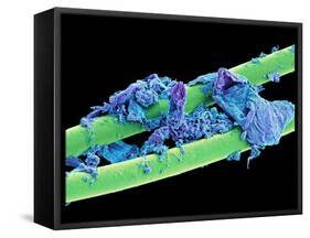 Used Dental Floss, SEM-Steve Gschmeissner-Framed Stretched Canvas