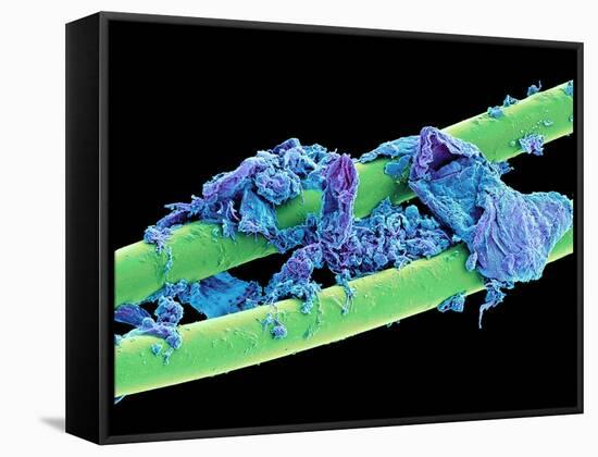 Used Dental Floss, SEM-Steve Gschmeissner-Framed Stretched Canvas