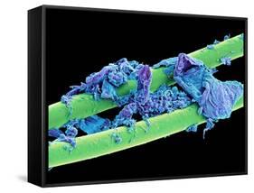 Used Dental Floss, SEM-Steve Gschmeissner-Framed Stretched Canvas