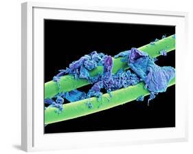 Used Dental Floss, SEM-Steve Gschmeissner-Framed Photographic Print