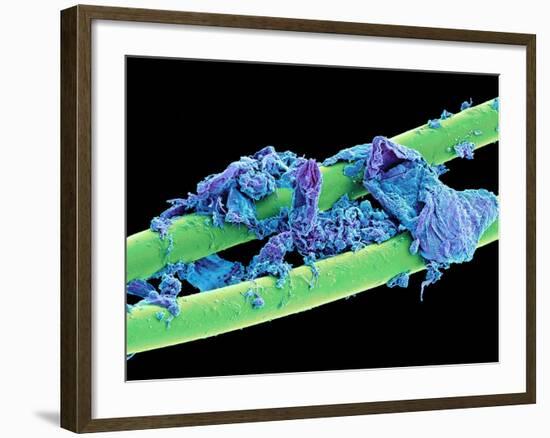 Used Dental Floss, SEM-Steve Gschmeissner-Framed Photographic Print