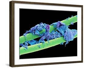 Used Dental Floss, SEM-Steve Gschmeissner-Framed Photographic Print