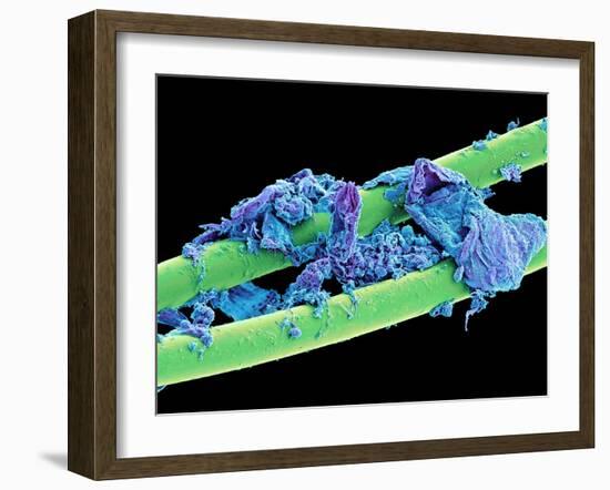 Used Dental Floss, SEM-Steve Gschmeissner-Framed Photographic Print