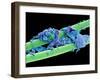 Used Dental Floss, SEM-Steve Gschmeissner-Framed Photographic Print