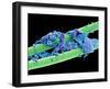 Used Dental Floss, SEM-Steve Gschmeissner-Framed Photographic Print