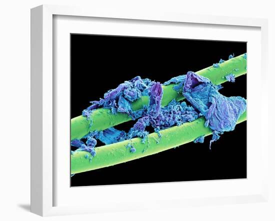 Used Dental Floss, SEM-Steve Gschmeissner-Framed Photographic Print