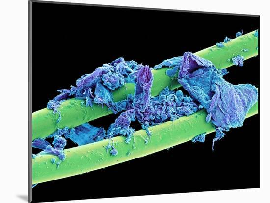 Used Dental Floss, SEM-Steve Gschmeissner-Mounted Photographic Print