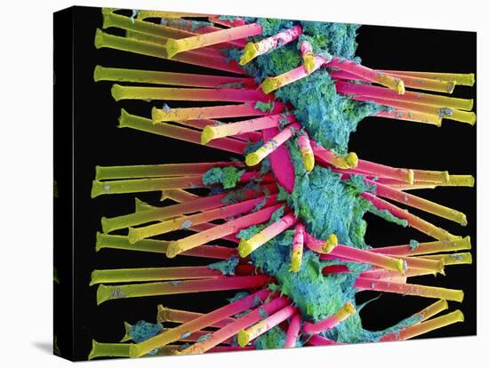 Used Interdental Brush, SEM-Steve Gschmeissner-Stretched Canvas