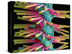 Used Interdental Brush, SEM-Steve Gschmeissner-Stretched Canvas