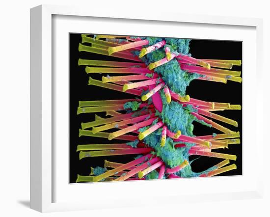 Used Interdental Brush, SEM-Steve Gschmeissner-Framed Photographic Print