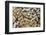 Used Wine and Champagne Corks-Yehia Asem El Alaily-Framed Photographic Print