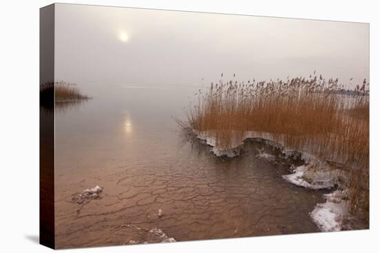 Usedom, Achterwasser, Reed, Frost-Catharina Lux-Stretched Canvas