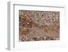 Usedom, Baltic Sea Beach, Escarpment with Sediment Layers-Catharina Lux-Framed Photographic Print