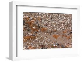 Usedom, Baltic Sea Beach, Escarpment with Sediment Layers-Catharina Lux-Framed Photographic Print